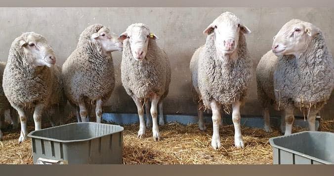 Merino Sheep for Sale
