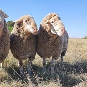 Merino Sheep for Sale, Brazil Merino Sheep Exporters, Exportateurs de moutons Mérinos du Brésil, Exportadores de ovelhas Merino do Brasil, 巴西美利奴羊出口商, Exportadores de ovejas Merino de Brasil, مصدرو أغنام ميرينو من البرازيل