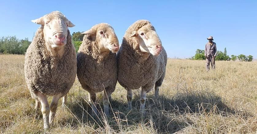 Merino Sheep for Sale, Brazil Merino Sheep Exporters, Exportateurs de moutons Mérinos du Brésil, Exportadores de ovelhas Merino do Brasil, 巴西美利奴羊出口商, Exportadores de ovejas Merino de Brasil, مصدرو أغنام ميرينو من البرازيل
