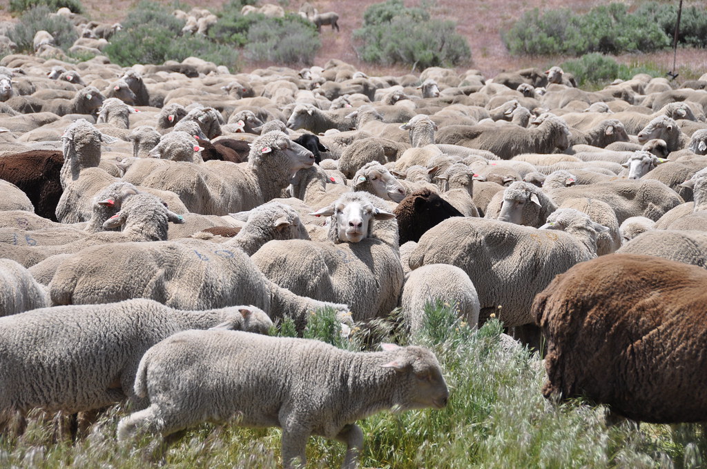 Merino Sheep for Sale