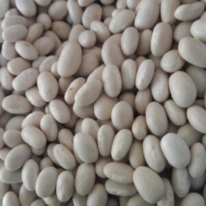Non GMO White Kidney Beans, Brazil Non-GMO White Kidney Beans Exporters, Exportateurs de haricots blancs non OGM du Brésil, Exportadores de feijão branco não transgênico do Brasil, 巴西非转基因白芸豆出口商, Exportadores de frijoles blancos no modificados genéticamente de Brasil, مصدرو الفاصوليا البيضاء غير المعدلة وراثياً من البرازيل