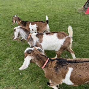 Nubian Goats for Sale, Brazil Nubian Goat Exporters, Exportateurs de chèvres Nubiennes du Brésil, Exportadores de cabras Nubianas do Brasil, 巴西努比亚山羊出口商, Exportadores de cabras Nubias de Brasil, مصدرو الماعز النوبي من البرازيل