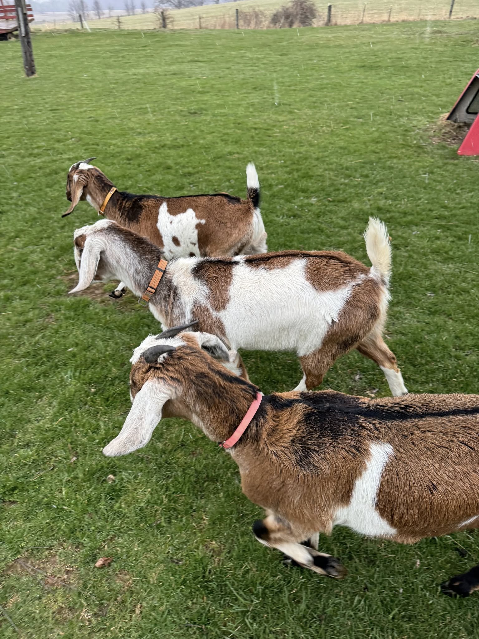 Nubian Goats for Sale, Brazil Nubian Goat Exporters, Exportateurs de chèvres Nubiennes du Brésil, Exportadores de cabras Nubianas do Brasil, 巴西努比亚山羊出口商, Exportadores de cabras Nubias de Brasil, مصدرو الماعز النوبي من البرازيل