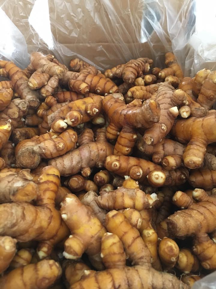 Organic Turmeric for Sale, Brazil Organic Turmeric Exporters, Exportateurs de curcuma biologique du Brésil, Exportadores de cúrcuma orgânico do Brasil, 巴西有机姜黄出口商, Exportadores de cúrcuma orgánica de Brasil, مصدرو الكركم العضوي من البرازيل