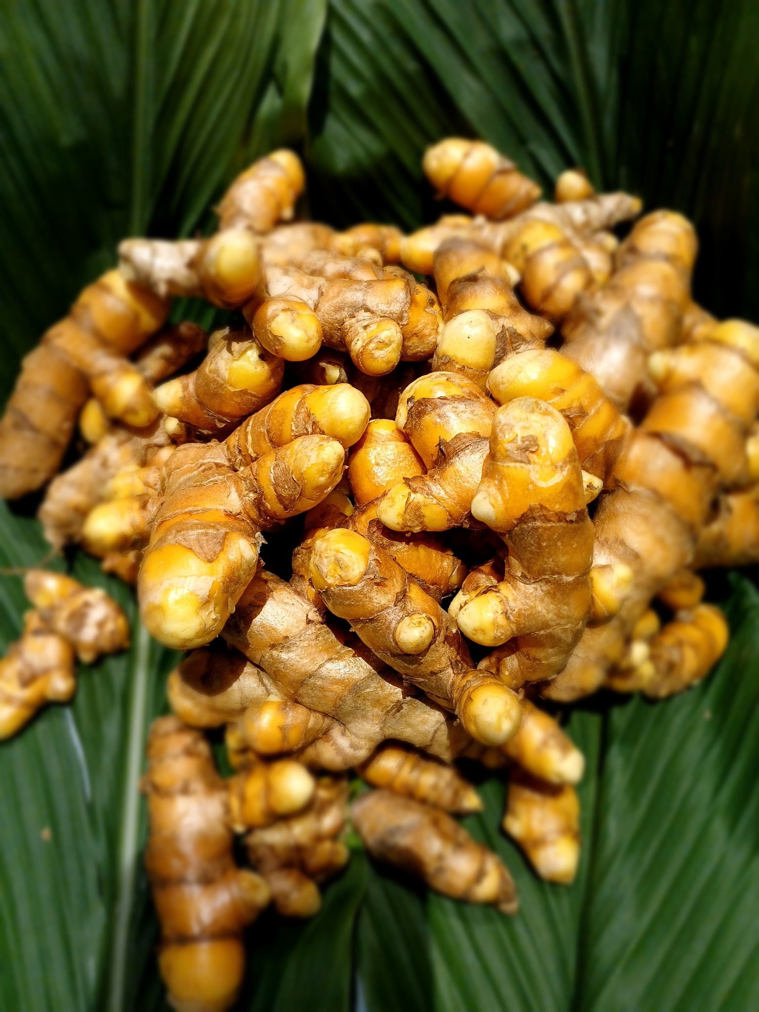 Organic Turmeric for Sale