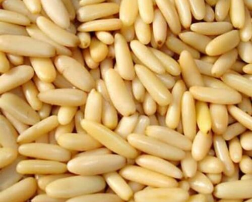 Pine Nuts for Sale, Brazil Pine Nuts Exporters, Exportateurs de pignons de pin du Brésil, Exportadores de pinoli do Brasil, 巴西松子出口商, Exportadores de piñones de Brasil, مصدرو الصنوبر من البرازيل