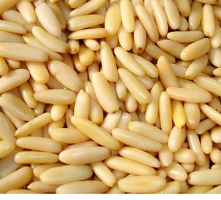 Pine Nuts for Sale, Brazil Pine Nuts Exporters, Exportateurs de pignons de pin du Brésil, Exportadores de pinoli do Brasil, 巴西松子出口商, Exportadores de piñones de Brasil, مصدرو الصنوبر من البرازيل