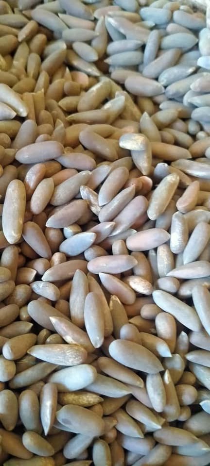 Pine Nuts for Sale