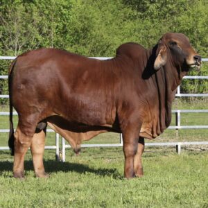 Red Brahman Calves Heifers Bulls, Brazil Red Brahman Cattle Exporters, Exportateurs de bovins Red Brahman du Brésil, Exportadores de gado Red Brahman do Brasil, 巴西红婆拉曼牛出口商, Exportadores de ganado Red Brahman de Brasil, مصدرو ماشية ريد براهمان من البرازيل