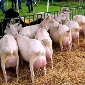 Saanen Goats for Sale, Brazil Saanen Goat Exporters, Exportateurs de chèvres Saanen du Brésil, Exportadores de cabras Saanen do Brasil, 巴西萨能山羊出口商, Exportadores de cabras Saanen de Brasil, مصدرو الماعز السانين من البرازيل