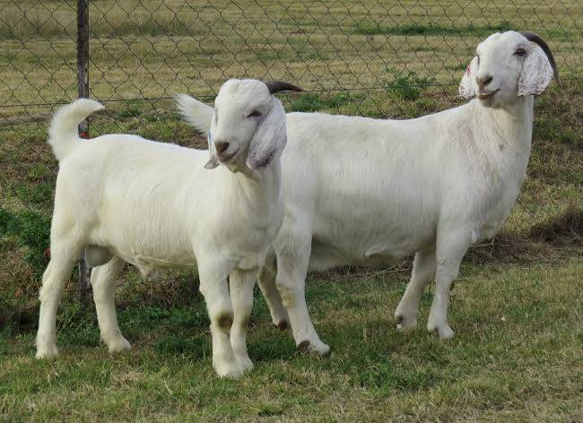 Savannah Goats for Sale