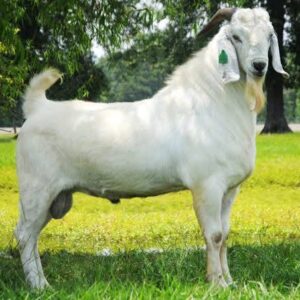 Savannah Goats for Sale, Brazil Savannah Goat Exporters, Exportateurs de chèvres Savannah du Brésil, Exportadores de cabras Savannah do Brasil, 巴西萨凡纳山羊出口商, Exportadores de cabras Savannah de Brasil, مصدرو الماعز السافانا من البرازيل