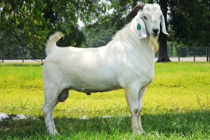 Savannah Goats for Sale, Brazil Savannah Goat Exporters, Exportateurs de chèvres Savannah du Brésil, Exportadores de cabras Savannah do Brasil, 巴西萨凡纳山羊出口商, Exportadores de cabras Savannah de Brasil, مصدرو الماعز السافانا من البرازيل