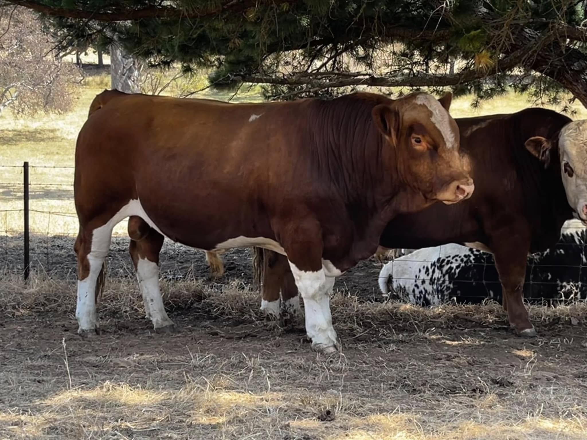 Simmental Calves Heifers Bulls