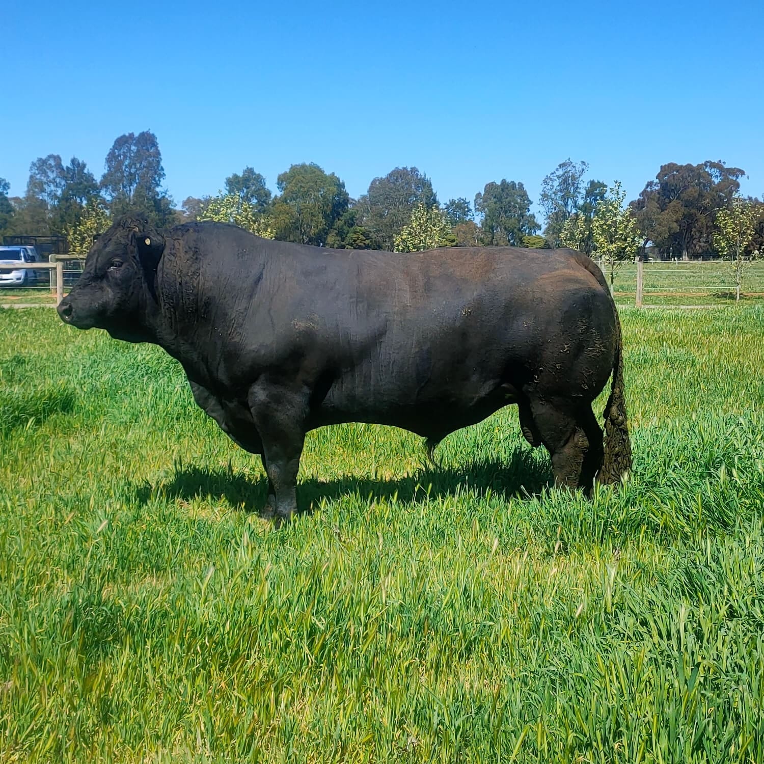Simmental Calves Heifers Bulls