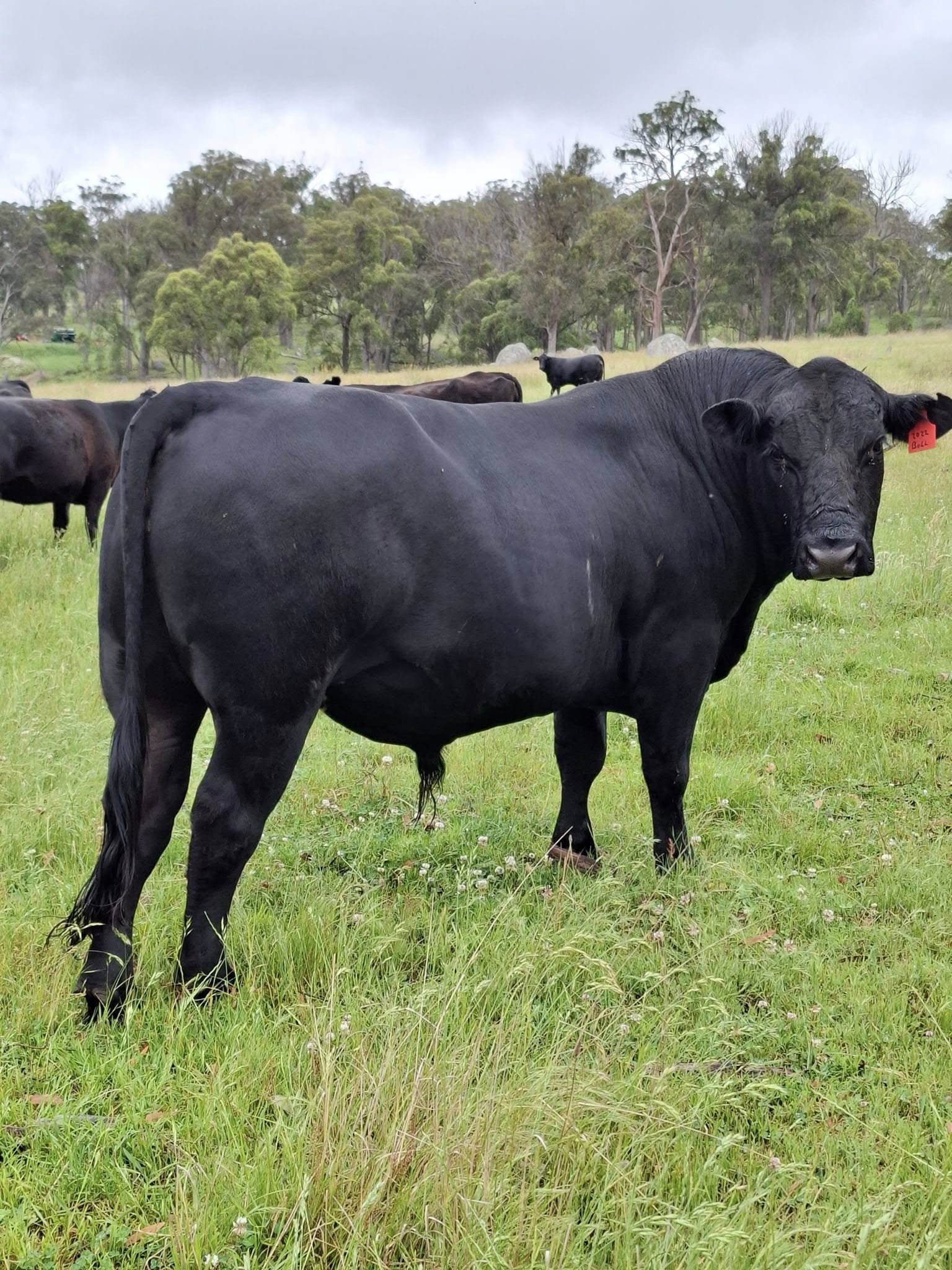 Simmental Calves Heifers Bulls