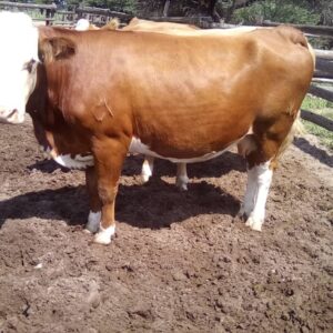 Simmental Calves Heifers Bulls, Brazil Simmental Cattle Exporters, Exportateurs de bovins Simmental du Brésil, Exportadores de gado Simmental do Brasil, 巴西西门塔尔牛出口商, Exportadores de ganado Simmental de Brasil, مصدرو ماشية سيمينتال من البرازيل