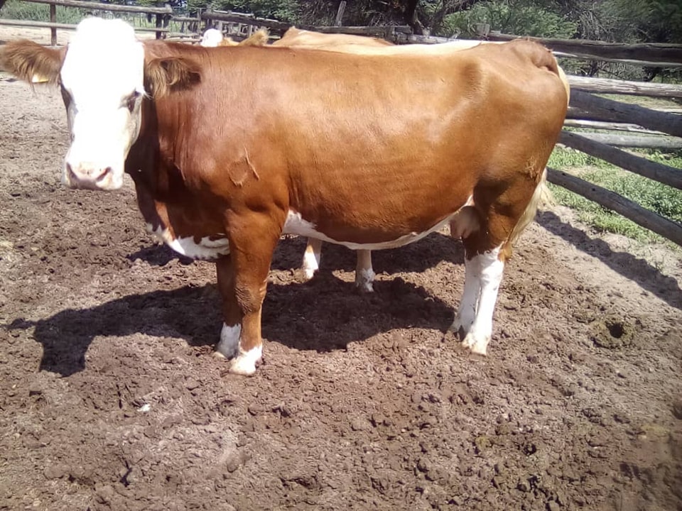 Simmental Calves Heifers Bulls, Brazil Simmental Cattle Exporters, Exportateurs de bovins Simmental du Brésil, Exportadores de gado Simmental do Brasil, 巴西西门塔尔牛出口商, Exportadores de ganado Simmental de Brasil, مصدرو ماشية سيمينتال من البرازيل