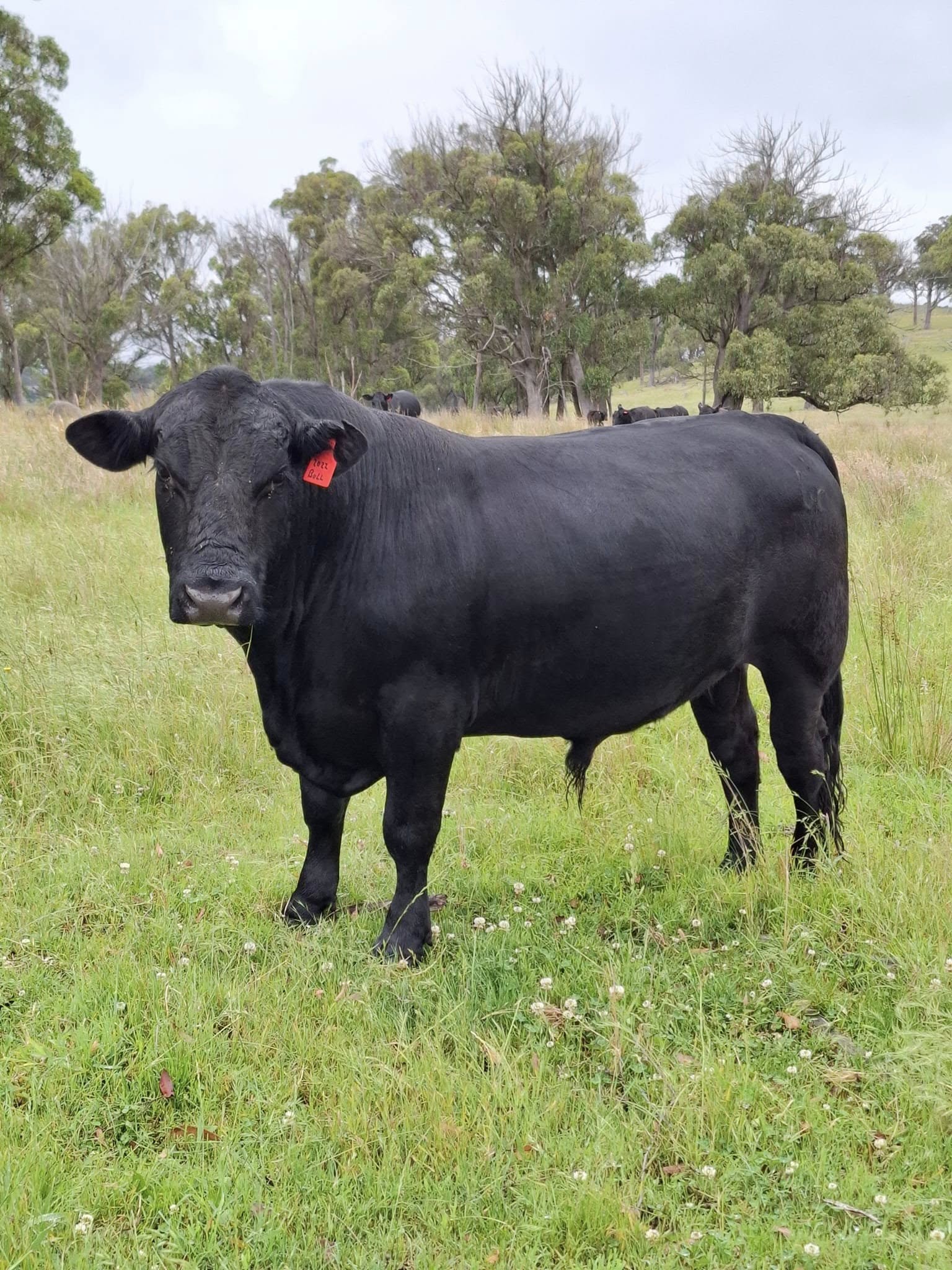 Simmental Calves Heifers Bulls