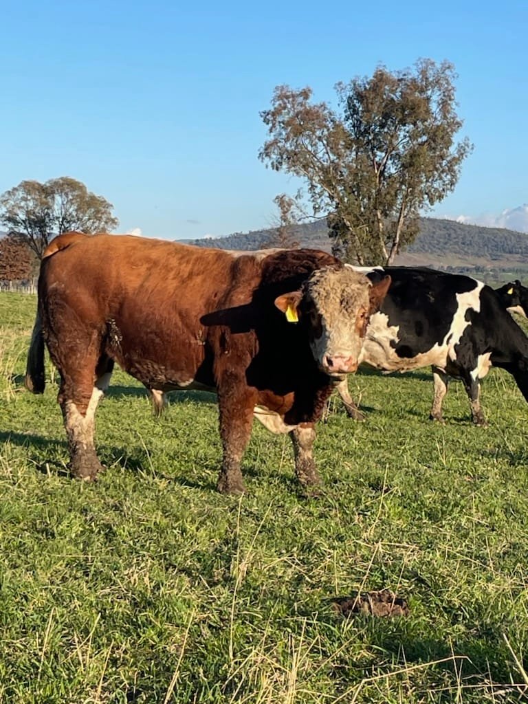 Simmental Calves Heifers Bulls