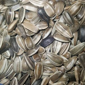 Sunflower Seeds for Sale, Brazil Sunflower Seeds Exporters, Exportateurs de graines de tournesol du Brésil, Exportadores de sementes de girassol do Brasil, 巴西葵花籽出口商, Exportadores de semillas de girasol de Brasil, مصدرو بذور عباد الشمس من البرازيل