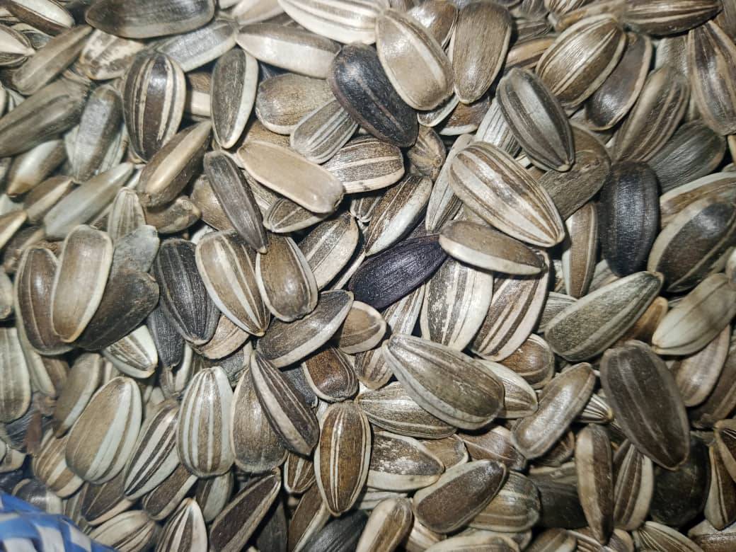 Sunflower Seeds for Sale, Brazil Sunflower Seeds Exporters, Exportateurs de graines de tournesol du Brésil, Exportadores de sementes de girassol do Brasil, 巴西葵花籽出口商, Exportadores de semillas de girasol de Brasil, مصدرو بذور عباد الشمس من البرازيل