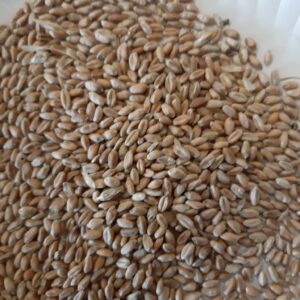 Wheat for Sale, Brazil Wheat Exporters, Exportateurs de blé du Brésil, Exportadores de trigo do Brasil, 巴西小麦出口商, Exportadores de trigo de Brasil, مصدرو القمح من البرازيل