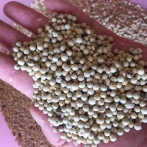 White Pepper for Sale, Brazil White Pepper Exporters, Exportateurs de poivre blanc du Brésil, Exportadores de pimenta branca do Brasil, 巴西白胡椒出口商, Exportadores de pimienta blanca de Brasil, مصدرو الفلفل الأبيض من البرازيل