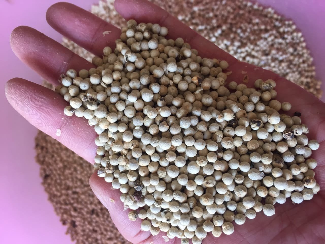 White Pepper for Sale, Brazil White Pepper Exporters, Exportateurs de poivre blanc du Brésil, Exportadores de pimenta branca do Brasil, 巴西白胡椒出口商, Exportadores de pimienta blanca de Brasil, مصدرو الفلفل الأبيض من البرازيل