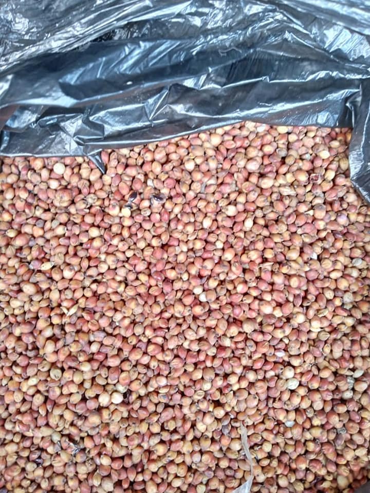 White and Red Sorghum - Image 3