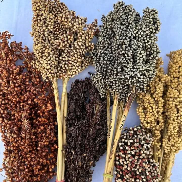 White and Red Sorghum - Image 2