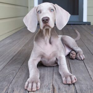 Giant Breed Short Single Coat Grooming Johannesburg | Muntah Claws