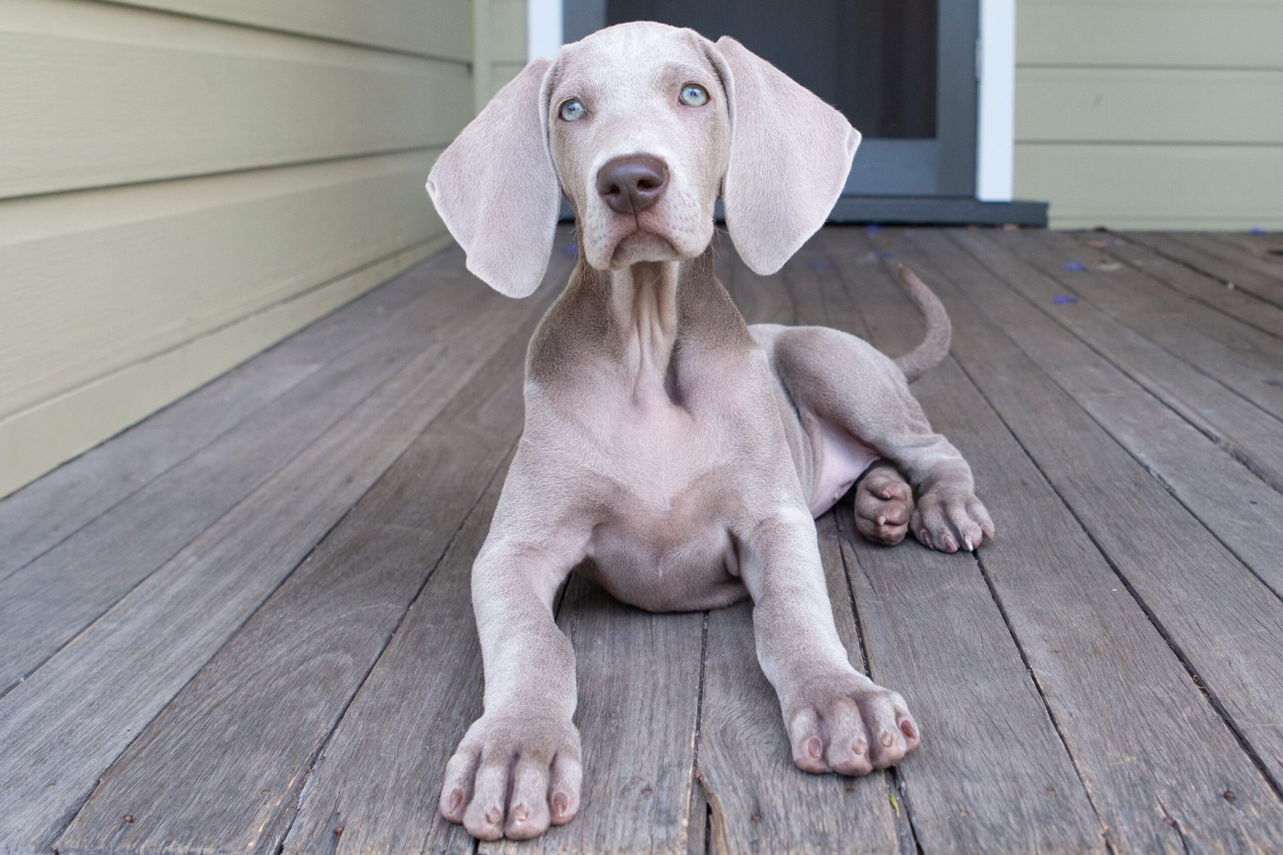 Giant Breed Short Single Coat Grooming Johannesburg | Muntah Claws