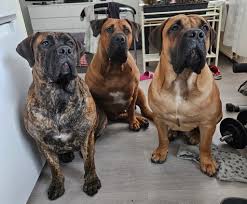 Book grooming for large breed dogs with short single coats at Muntah Claws in Johannesburg. Includes trimming, bathing, nail & ear care for Labradors, Dalmatians & Boxers.