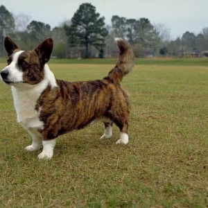 Medium Double Coat Dog Grooming Johannesburg | Muntah Claws