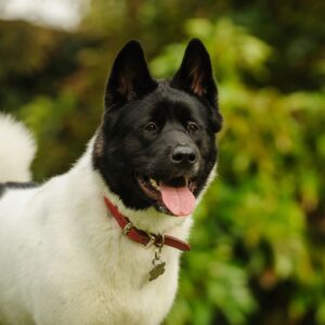 Medium Short Thick Double Coat Dog Grooming Johannesburg | Muntah Claws