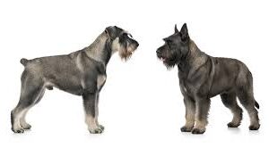 Bouvier, Giant Schnauzer & BRT Grooming Johannesburg | Muntah Claws