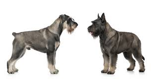 Bouvier, Giant Schnauzer & BRT Grooming Johannesburg | Muntah Claws