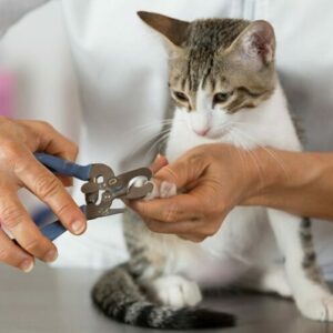 Cat Pedicure Grooming Johannesburg | Muntah Claws