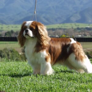 Cavalier Spaniel Grooming Johannesburg | Muntah Claws Dog Groomers