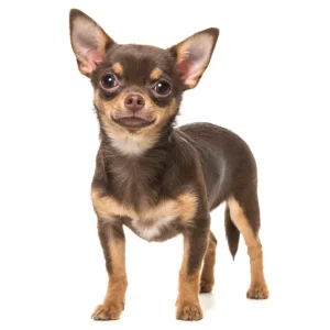Small Short Hair Dog Grooming Johannesburg | Under 10kg Groomers