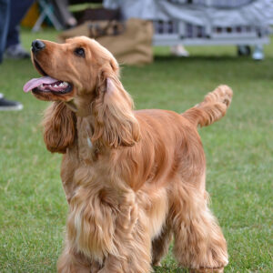 Cocker Spaniel Breed Cut Grooming Johannesburg | Muntah Claws