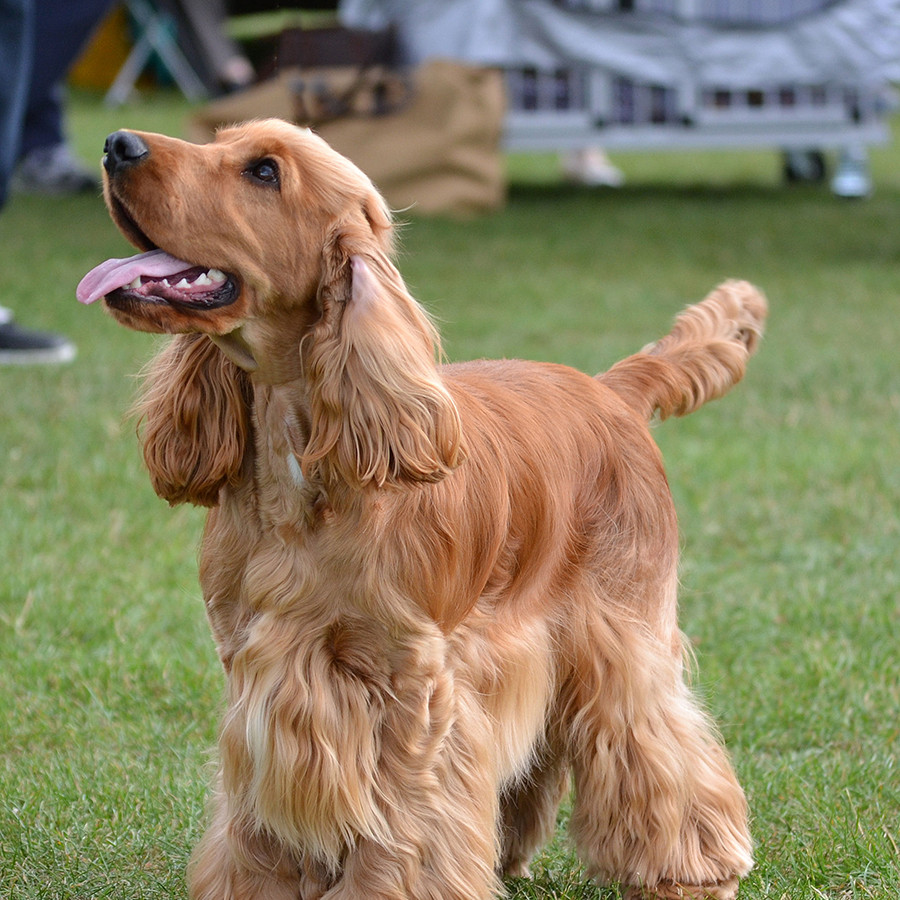 Cocker Spaniel Breed Cut Grooming Johannesburg | Muntah Claws