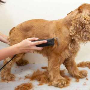 Cocker Spaniel Matted Shave Grooming Johannesburg | Muntah Claws