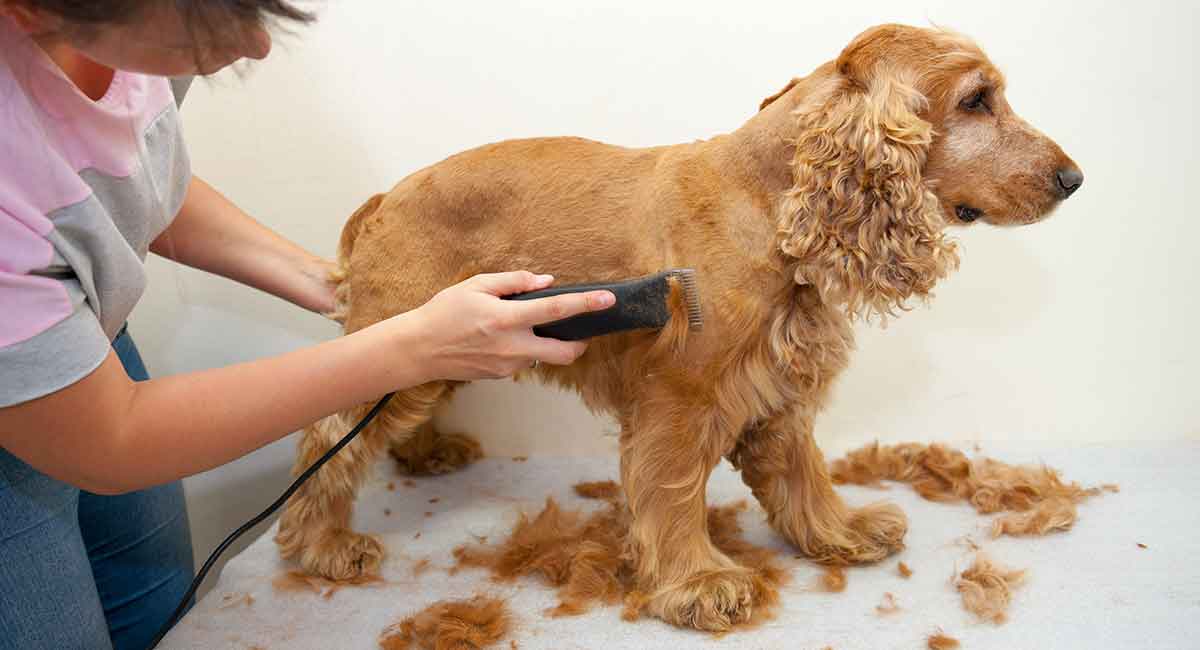 Cocker Spaniel Matted Shave Grooming Johannesburg | Muntah Claws