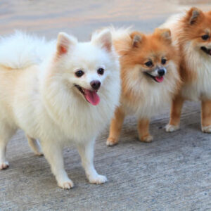 Pomeranian Grooming Johannesburg | Teddy Bear Cut & Coat Care