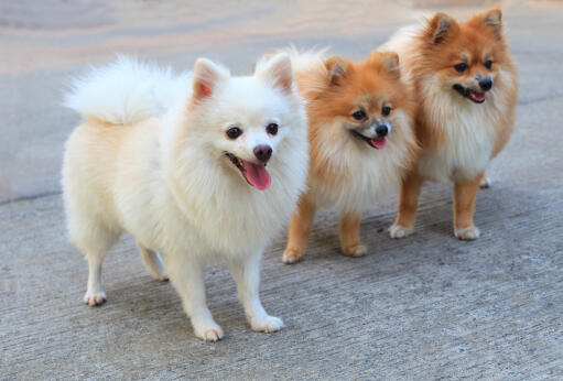 Pomeranian Grooming Johannesburg | Teddy Bear Cut & Coat Care