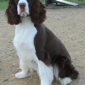English Springer Spaniel Grooming Johannesburg | Muntah Claws