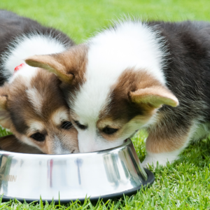 Large Breed Puppies Grooming with Styling Johannesburg | Muntah Claws