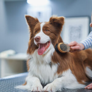 Medium Breeds with Long Hair Dog Grooming Johannesburg | Muntah Claws